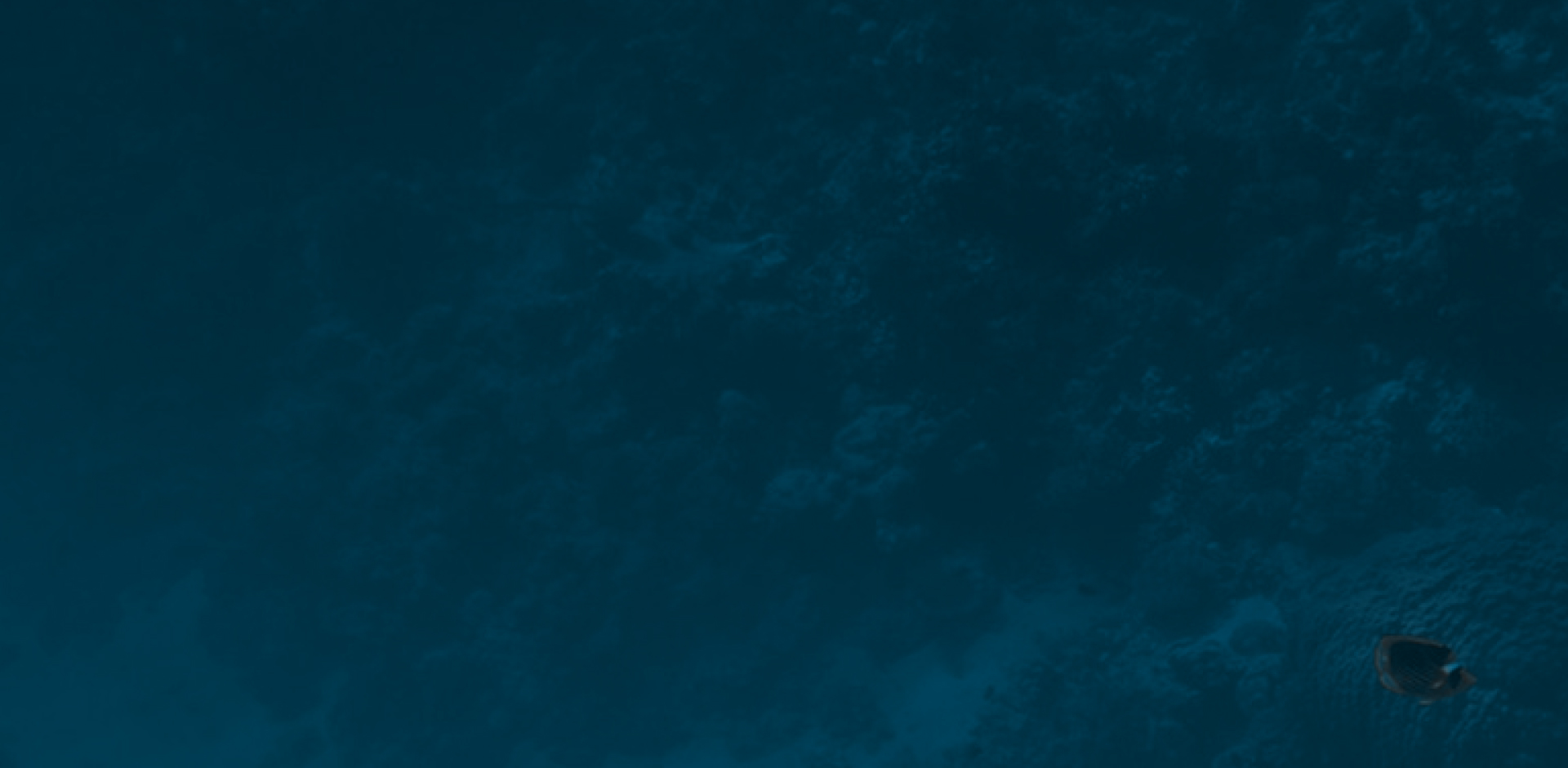 a1_bg02.jpg